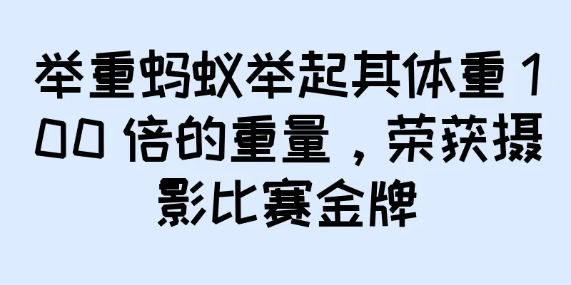 举重蚂蚁举起其体重 100 倍的重量，荣获摄影比赛金牌